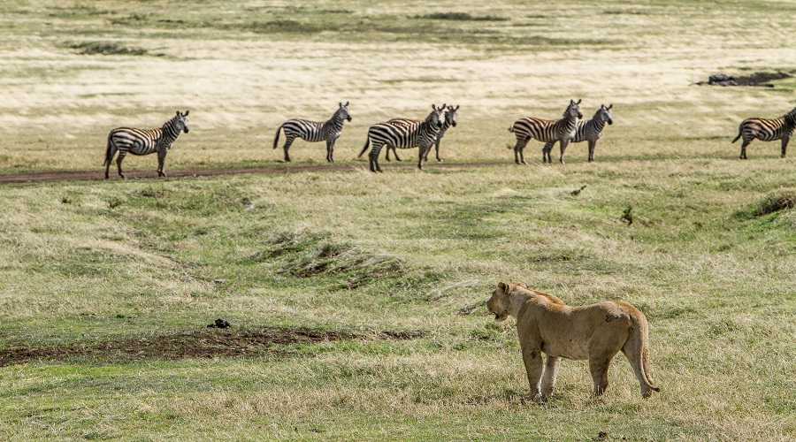 2 Days Shared Group Safari in Tanzania